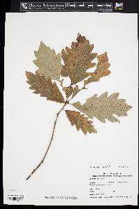 Quercus bicolor image