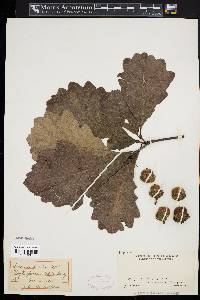 Quercus bicolor image