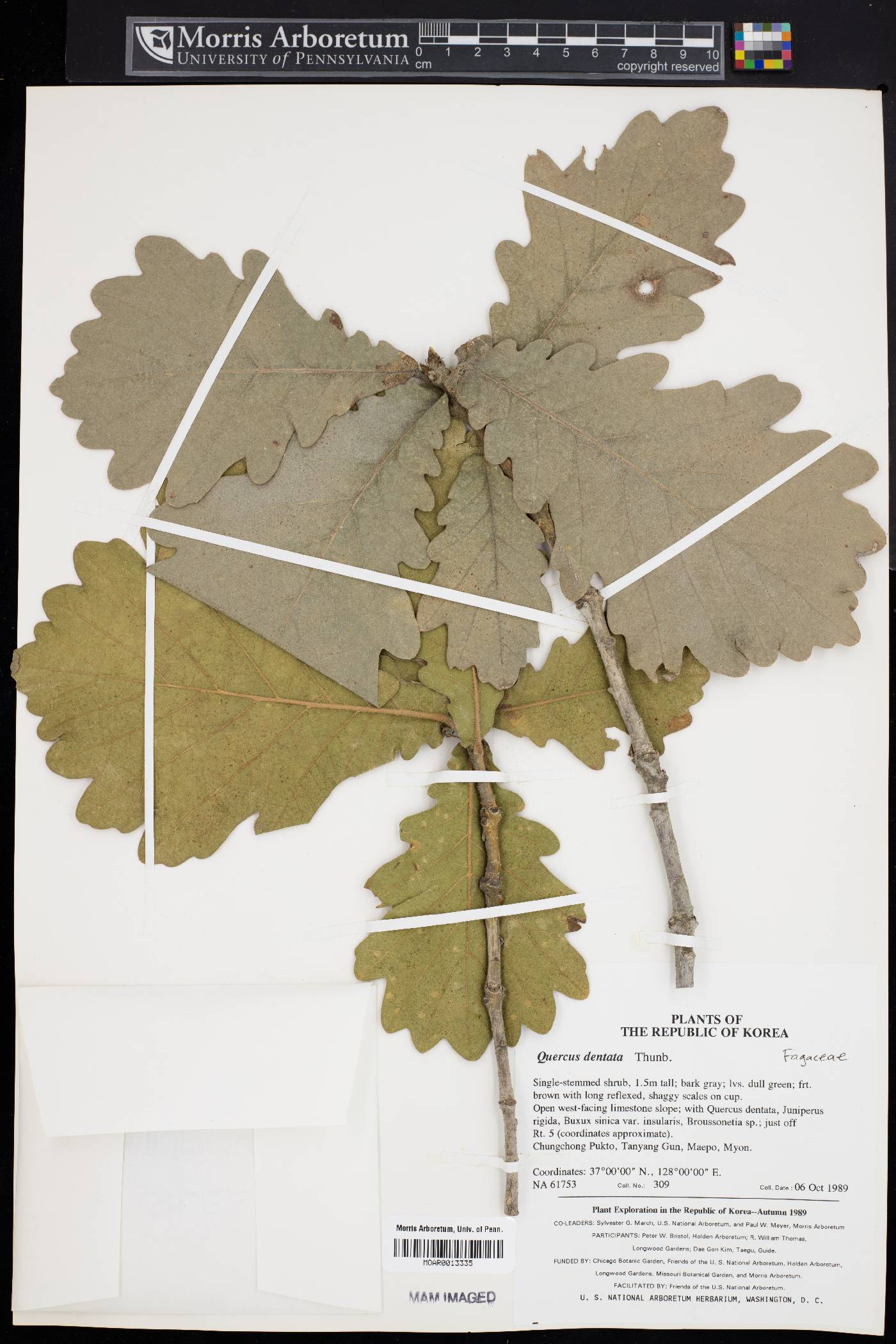 Quercus dentata image