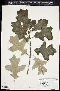 Quercus ilicifolia image