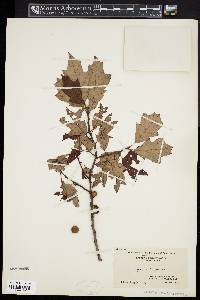 Quercus ilicifolia image