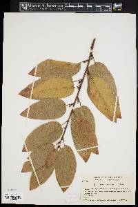 Quercus imbricaria image