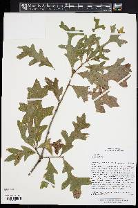 Quercus lyrata image