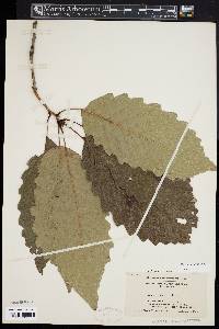 Quercus montana image