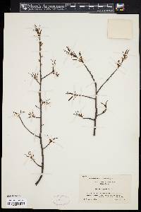 Quercus phellos image