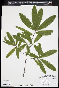 Quercus phellos image