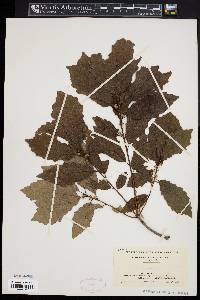 Quercus prinoides image