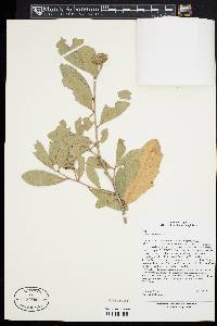 Quercus virginiana image