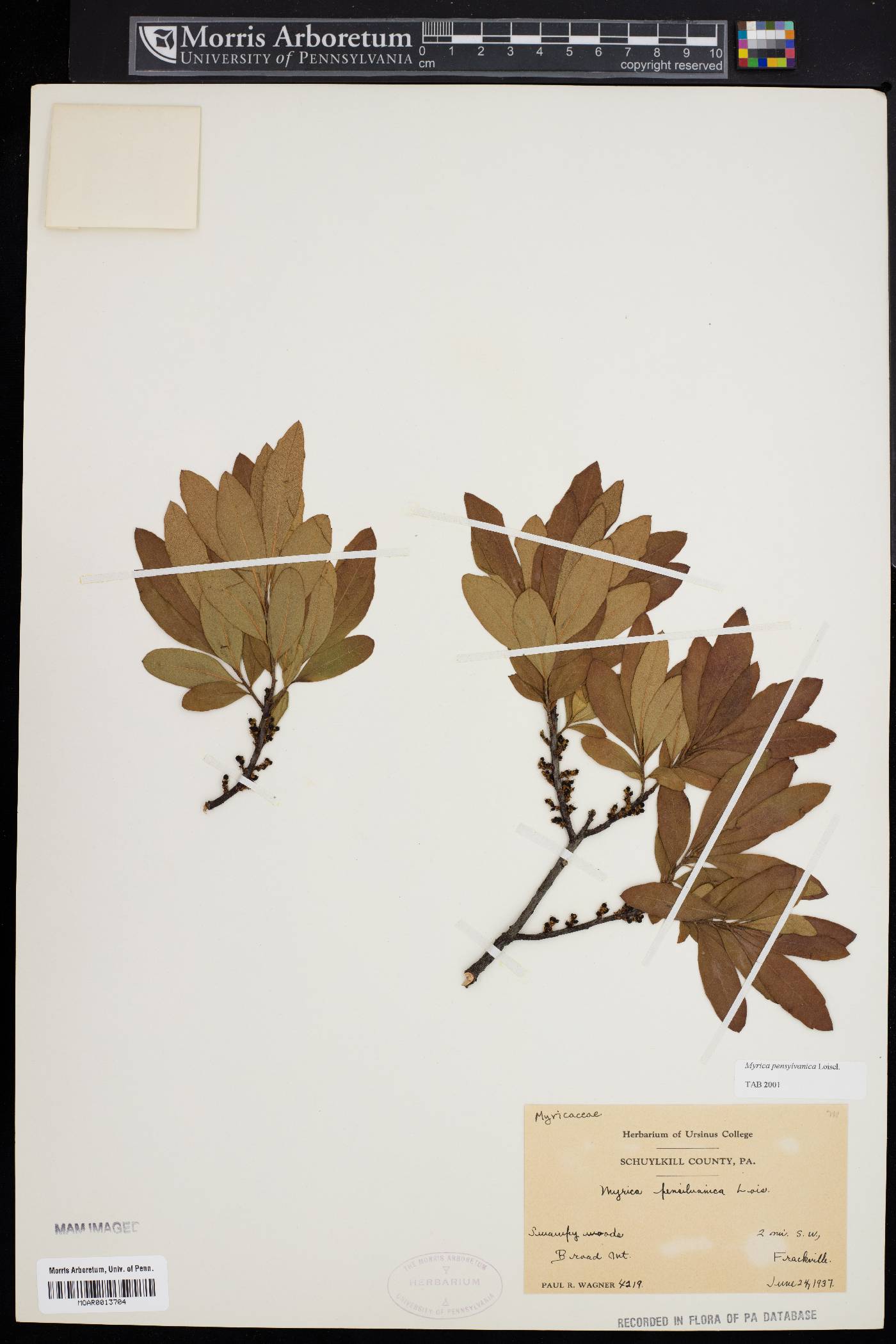 Myrica pensylvanica image