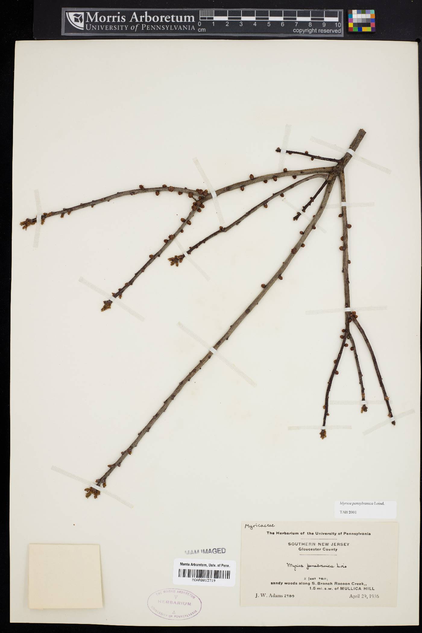 Myrica pensylvanica image