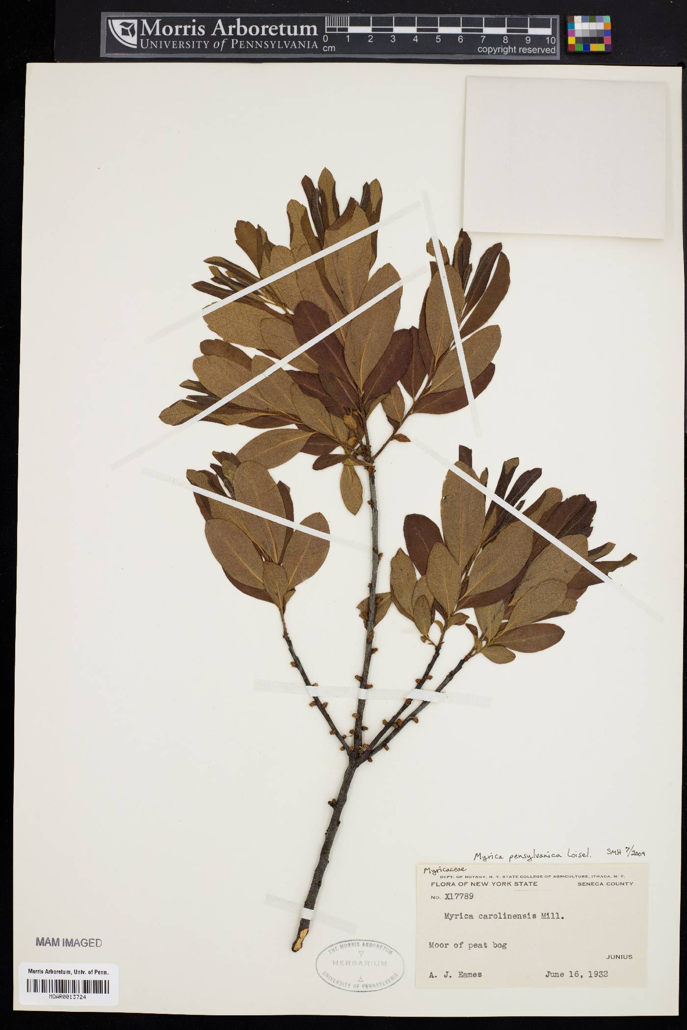 Myrica pensylvanica image