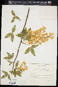 Laburnum alpinum image