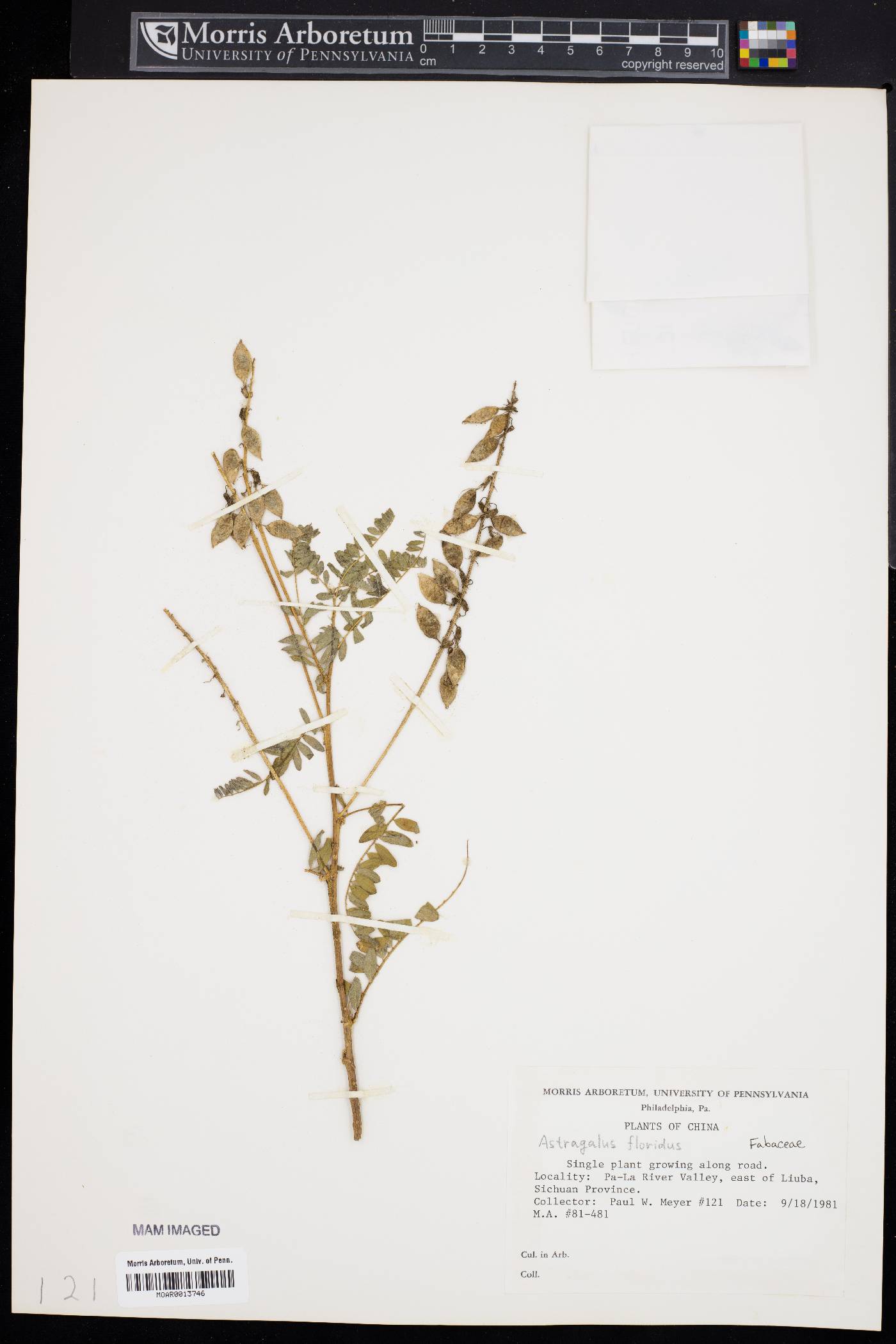 Astragalus floridus image