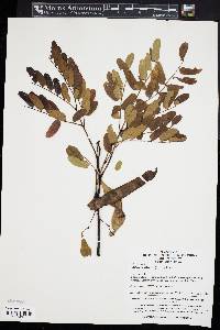 Albizia kalkora image