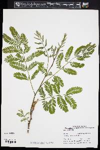 Albizia julibrissin image