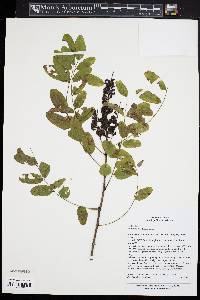 Amorpha nitens image