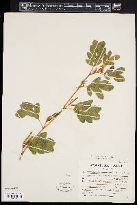 Cassia ornithopoides image