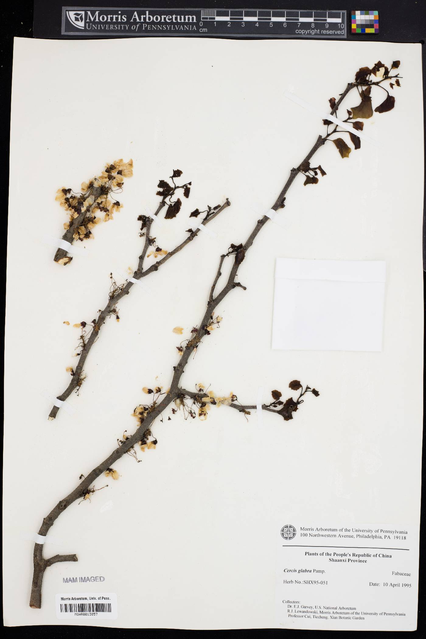 Cercis glabra image