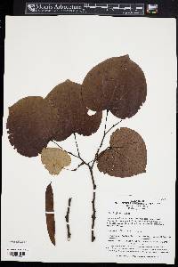 Cercis glabra image