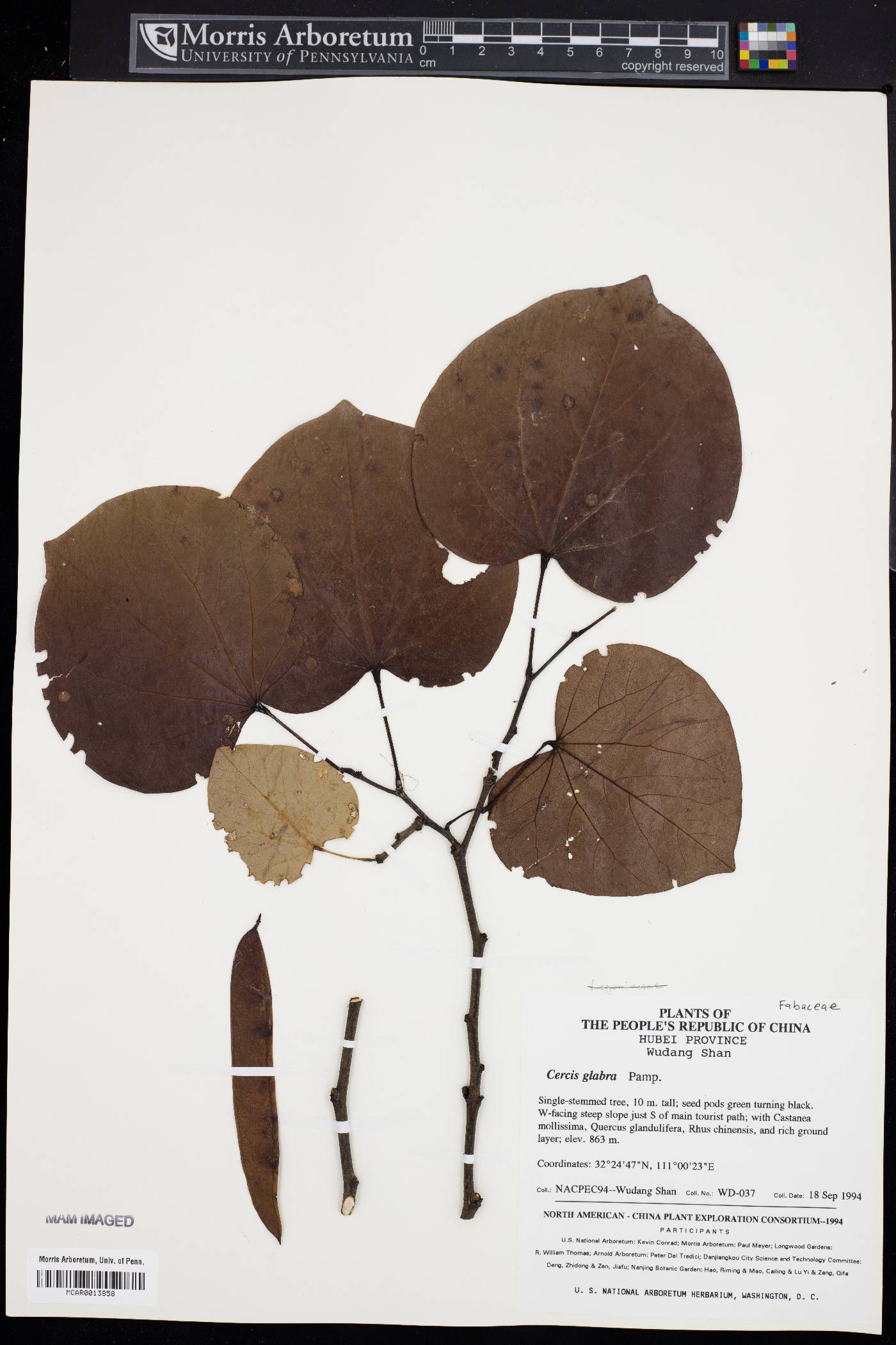 Cercis glabra image