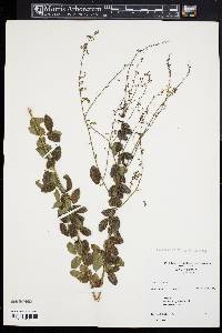 Desmodium ciliare image