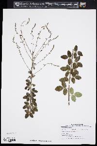 Desmodium ciliare image