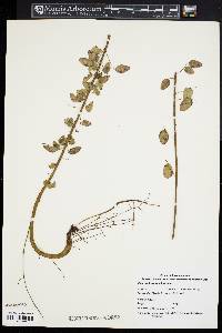 Desmodium marilandicum image