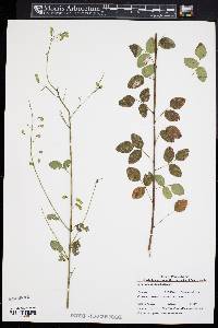 Desmodium marilandicum image