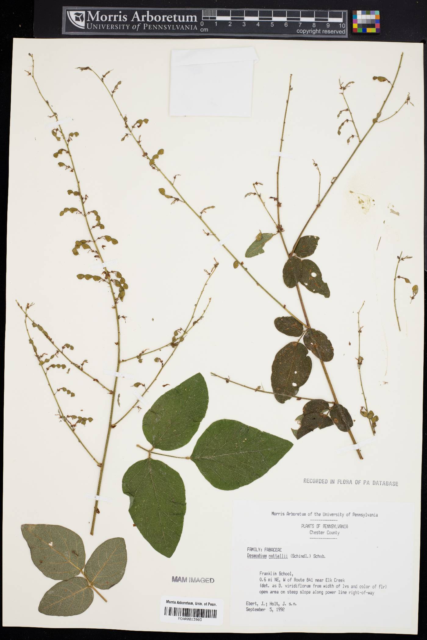 Desmodium nuttallii image