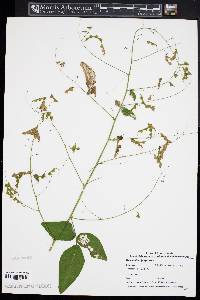 Desmodium perplexum image