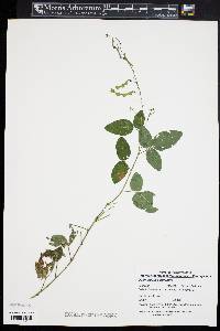 Desmodium perplexum image