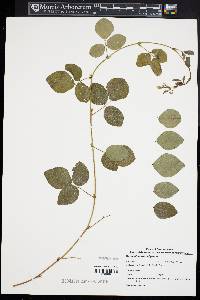 Desmodium rotundifolium image