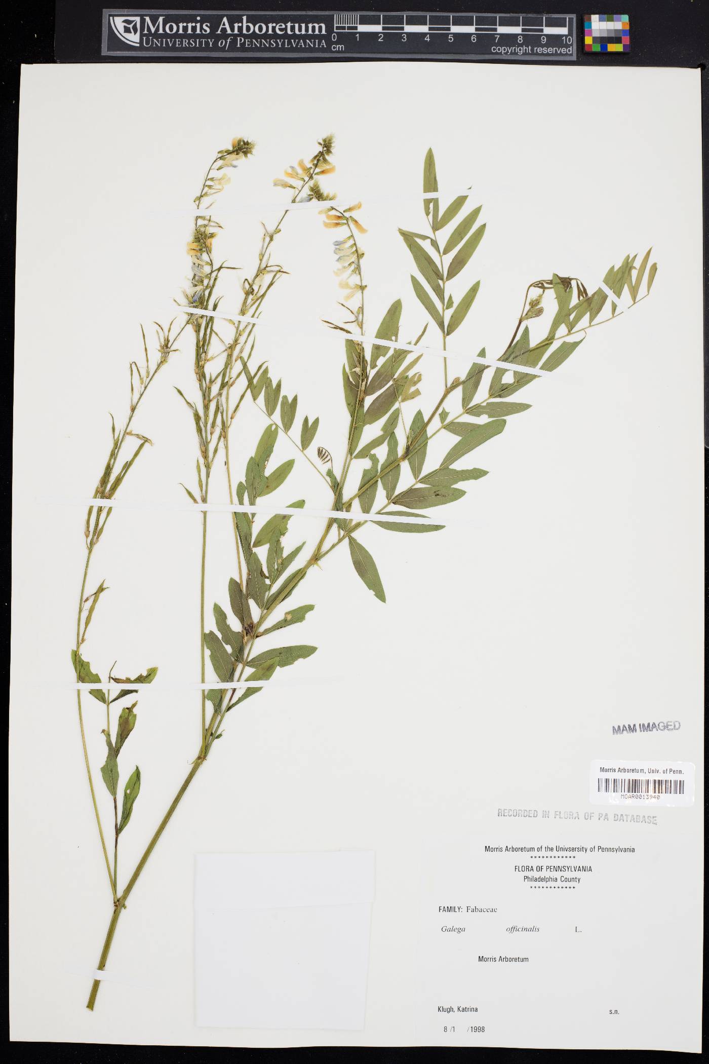 Galega officinalis image