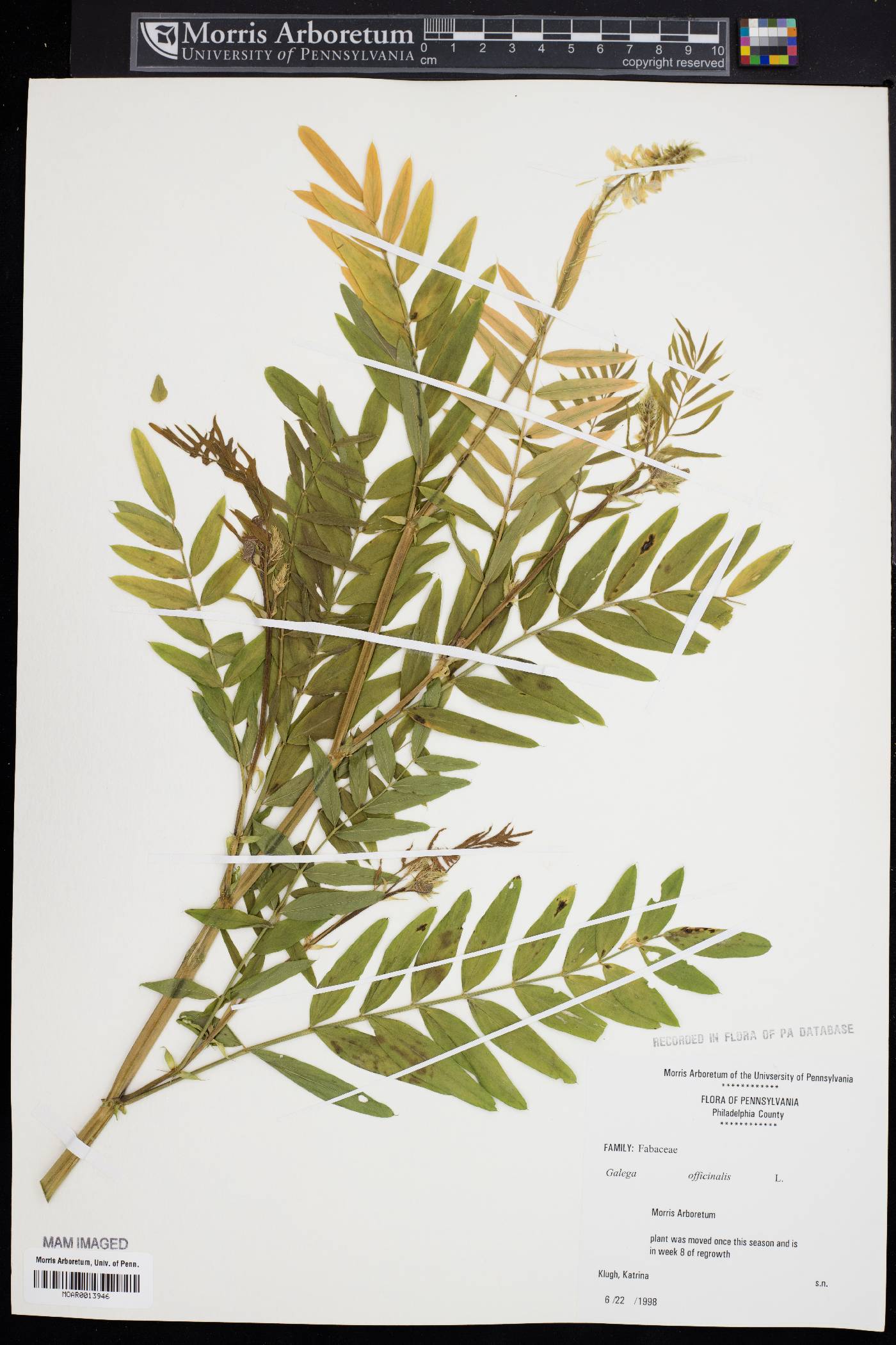 Galega officinalis image