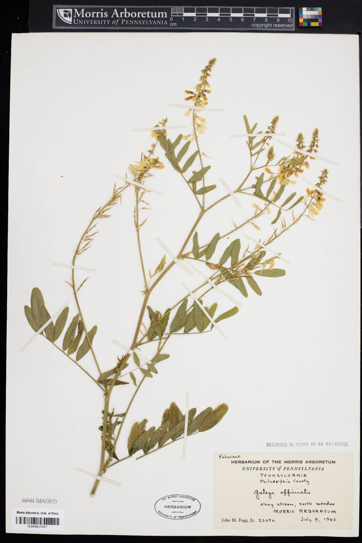 Galega officinalis image