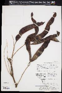 Gleditsia japonica image