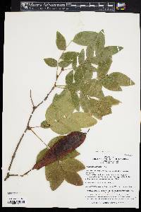 Gleditsia sinensis image