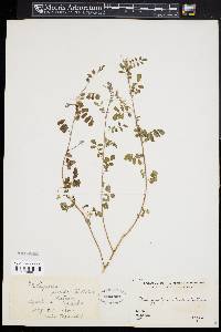 Indigofera pseudotinctoria image