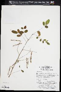 Indigofera amblyantha image