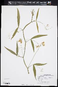 Lathyrus latifolius image