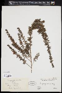 Lespedeza cuneata image