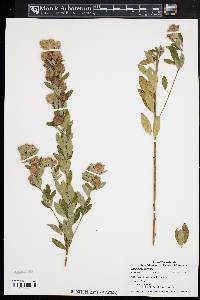 Lespedeza capitata image