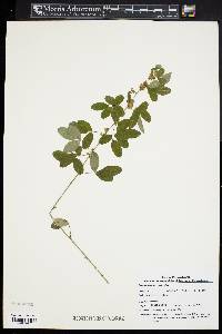 Lespedeza intermedia image