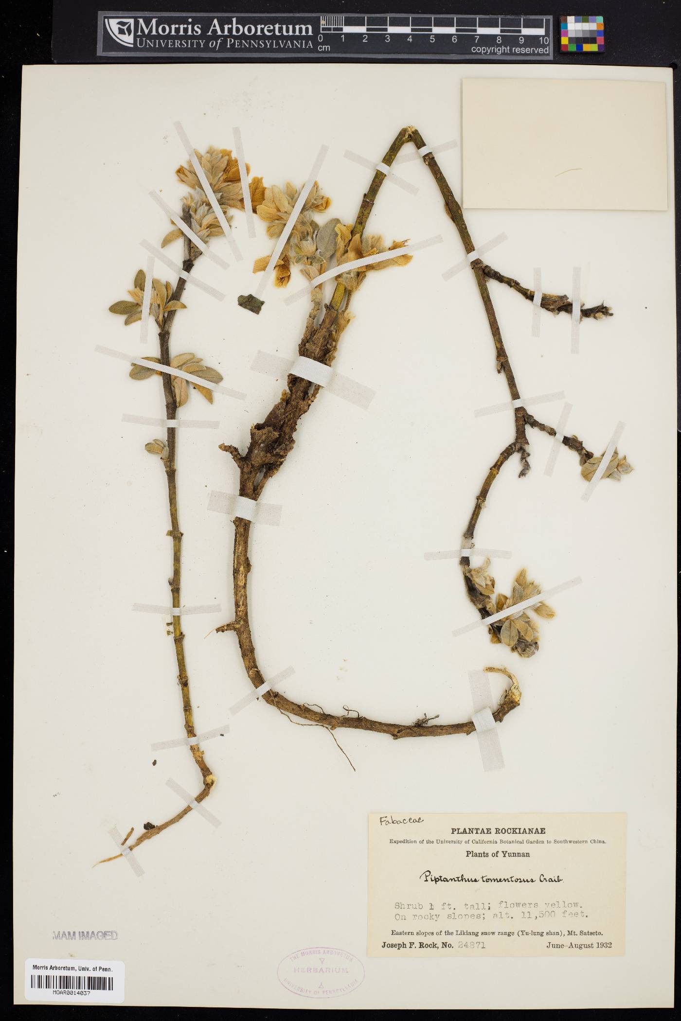Piptanthus tomentosus image