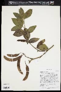 Piptanthus nepalensis image