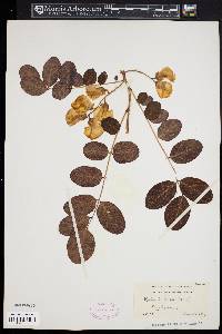 Robinia hispida image