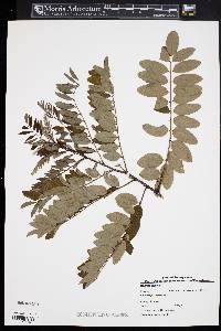 Robinia viscosa image