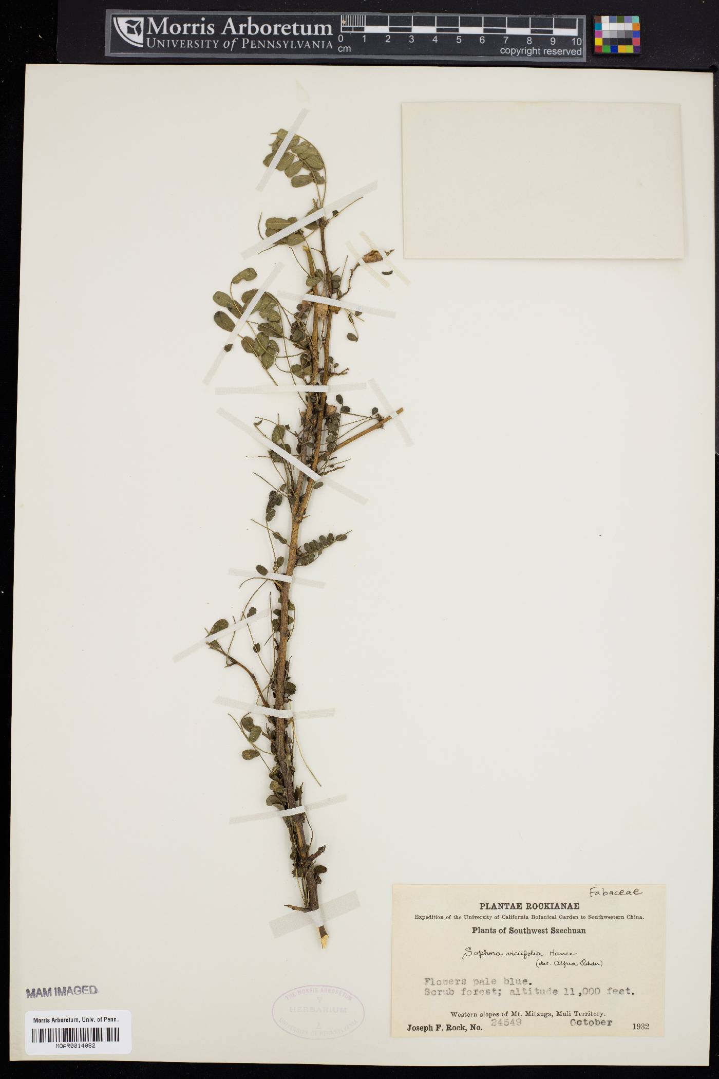 Sophora davidii image