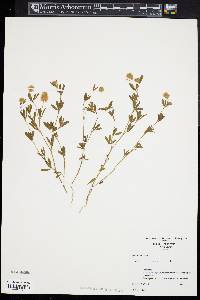 Trifolium arvense image