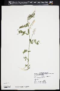 Vicia villosa subsp. villosa image